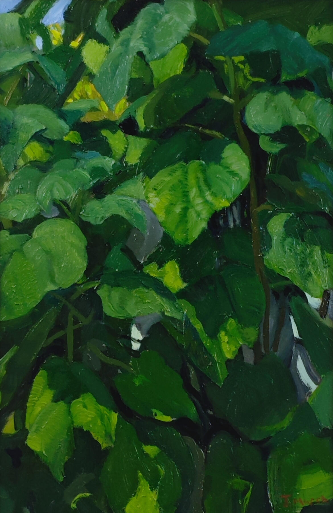 Oil painting of the Paulownia Tomentosa tree growing against a south-facing wall in the gardens at Torre Abbey, with broad leaves and violet blossoms.